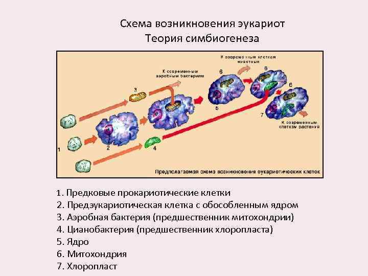 Основные этапы эволюции клетки эукариот