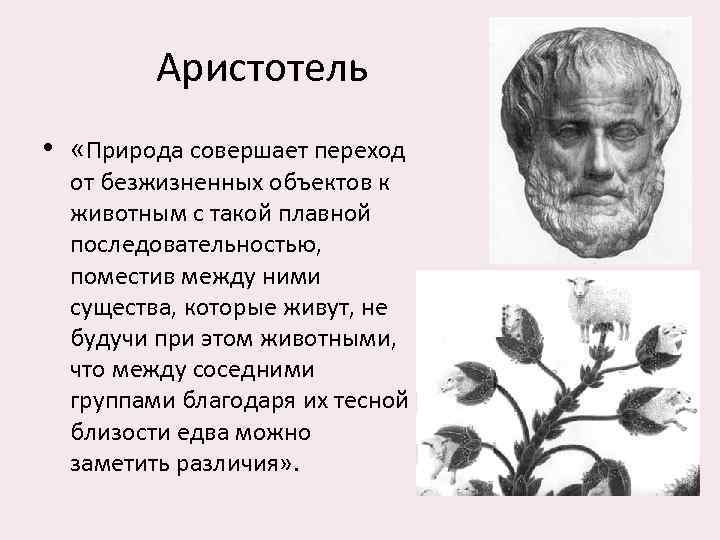 Самопроизвольное зарождение жизни суть. Аристотель теория самозарождения. Сторонники гипотезы самозарождения. Теория самопроизвольного зарождения жизни. Самопроизвольное Зарождение жизни картинки.