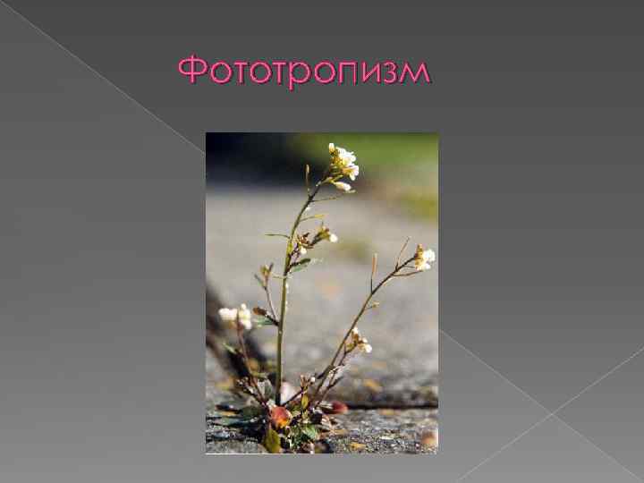 Фототропизм 