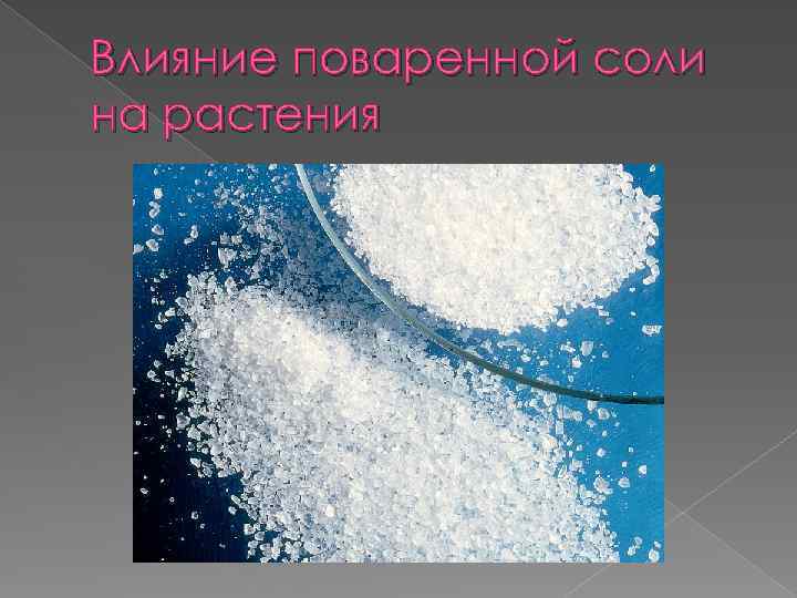 Влияние поваренной соли применяемой в противогололедных смесях на растения газонов проект