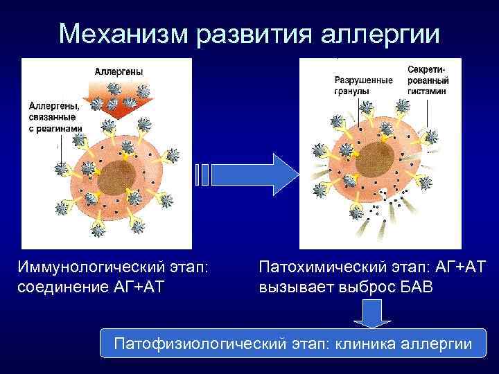 Механизм развития аллергии Иммунологический этап: соединение АГ+АТ Патохимический этап: АГ+АТ вызывает выброс БАВ Патофизиологический