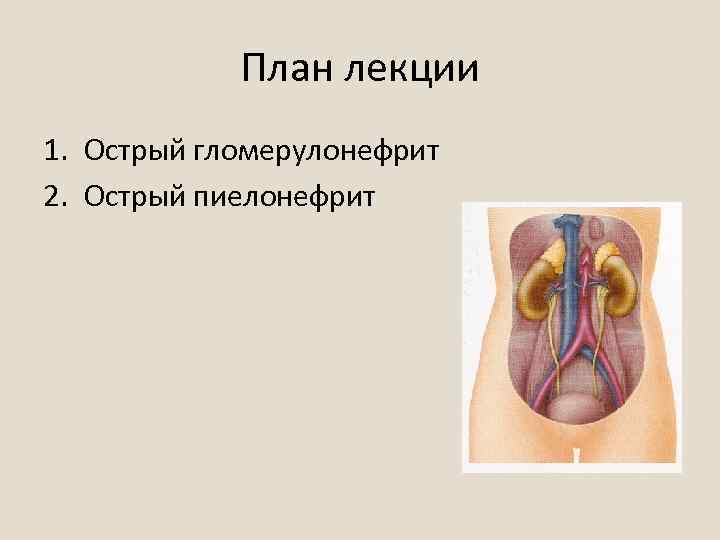 План лекции 1. Острый гломерулонефрит 2. Острый пиелонефрит 