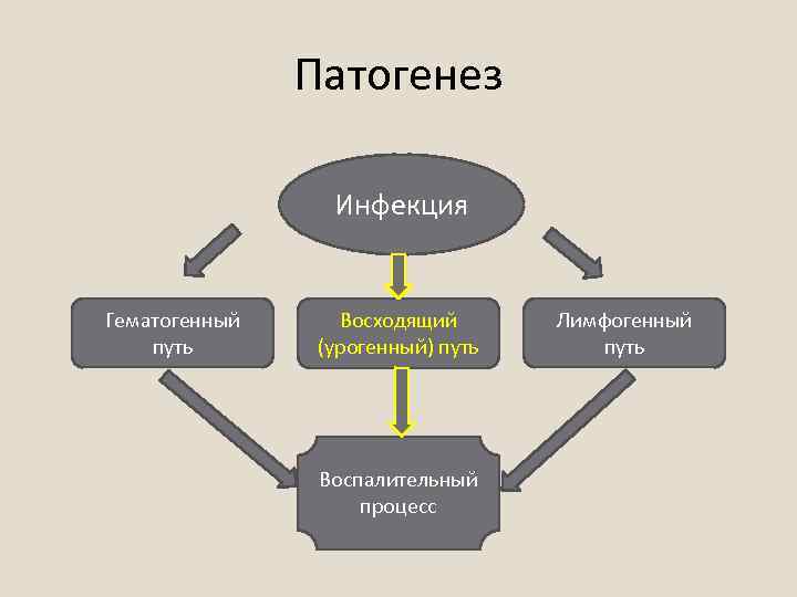 Патогенез Инфекция Гематогенный путь Восходящий (урогенный) путь Воспалительный процесс Лимфогенный путь 
