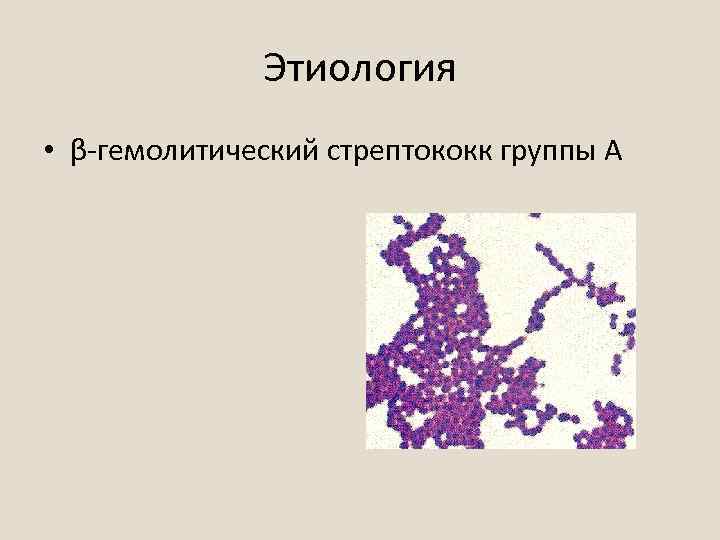 Стрептококки представители. Бета-гемолитический токсигенный стрептококк группы а. Гемолитический стрептококк pyogenes.