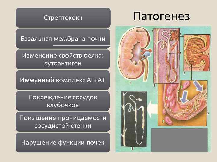 Фильтрационная мембрана почки схема