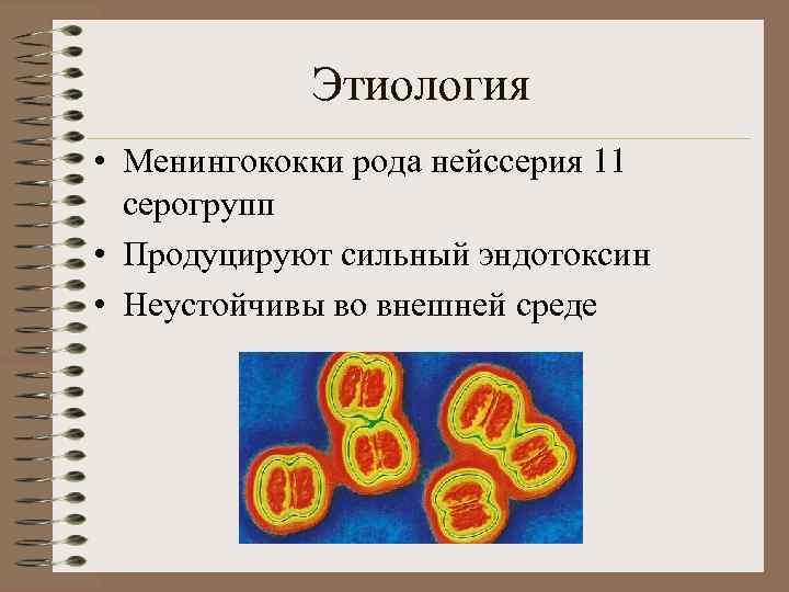 Этиология • Менингококки рода нейссерия 11 серогрупп • Продуцируют сильный эндотоксин • Неустойчивы во