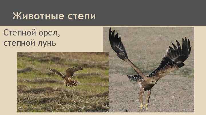 Животные степи Степной орел, степной лунь 