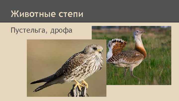 Животные степи Пустельга, дрофа 