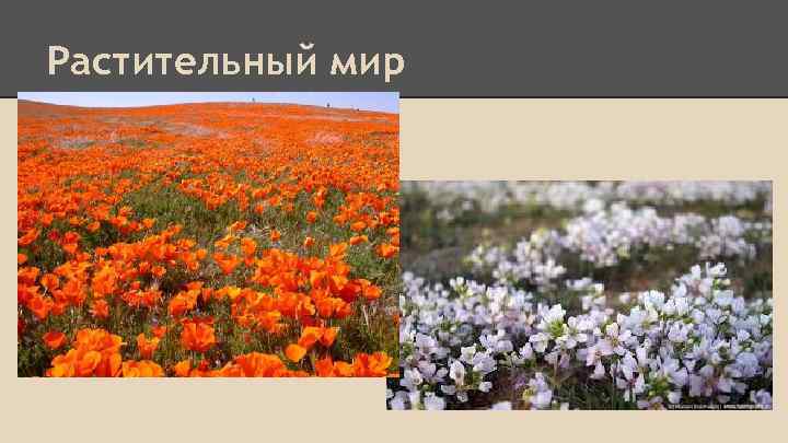 Растительный мир 