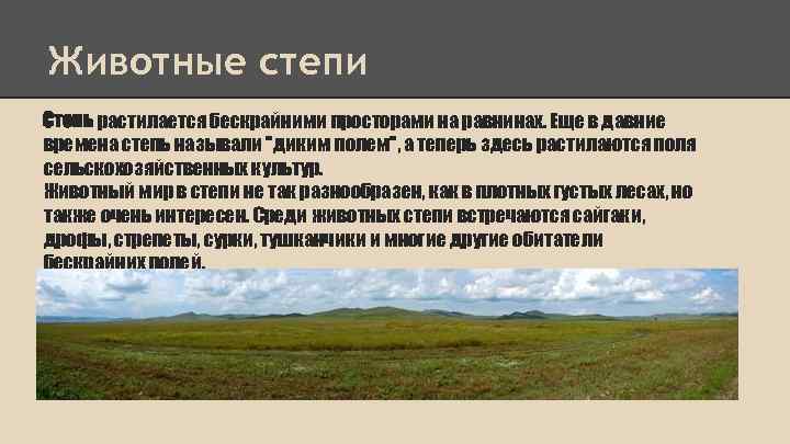 Животные степи Степь растилается бескрайними просторами на равнинах. Еще в давние времена степь называли