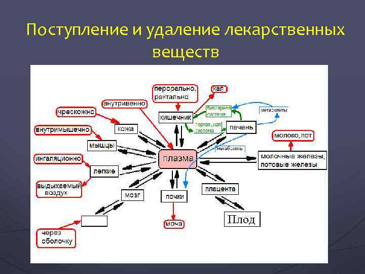 Поступление и удаление лекарственных веществ Плод 