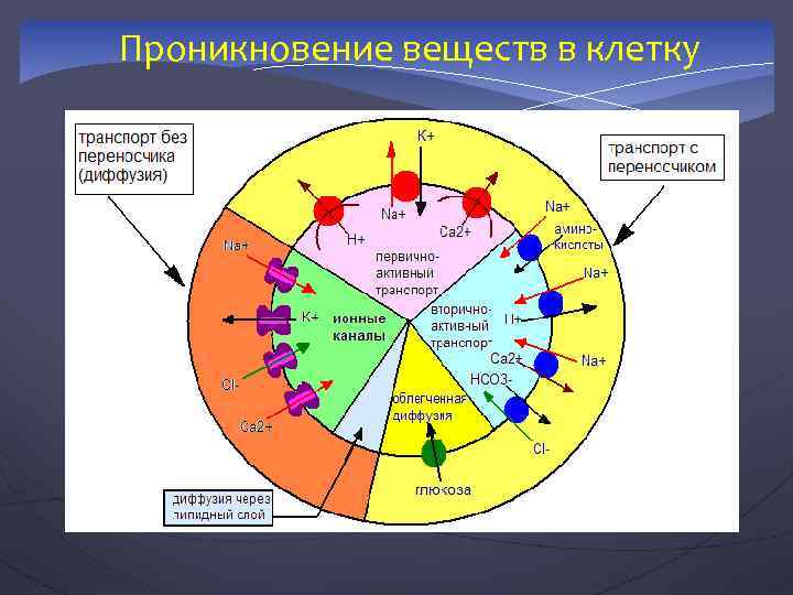 Проникновение веществ в клетку 