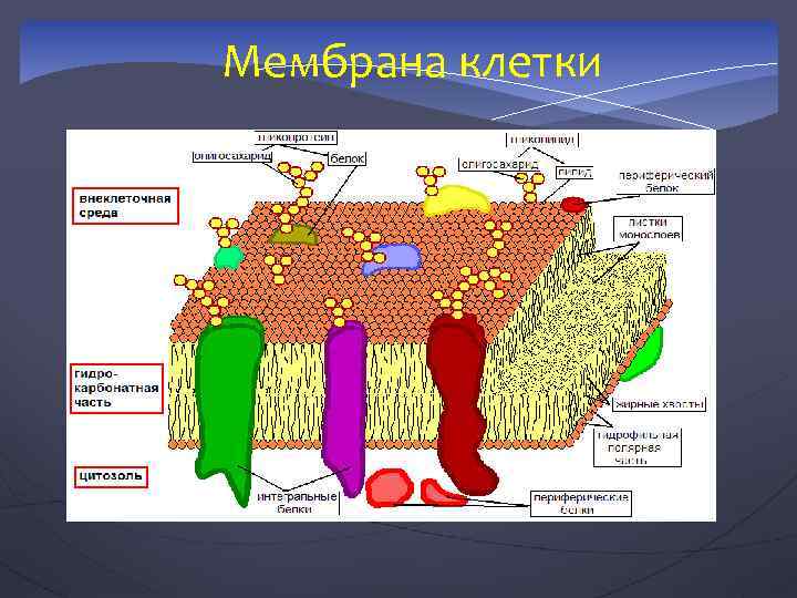 Мембрана клетки 