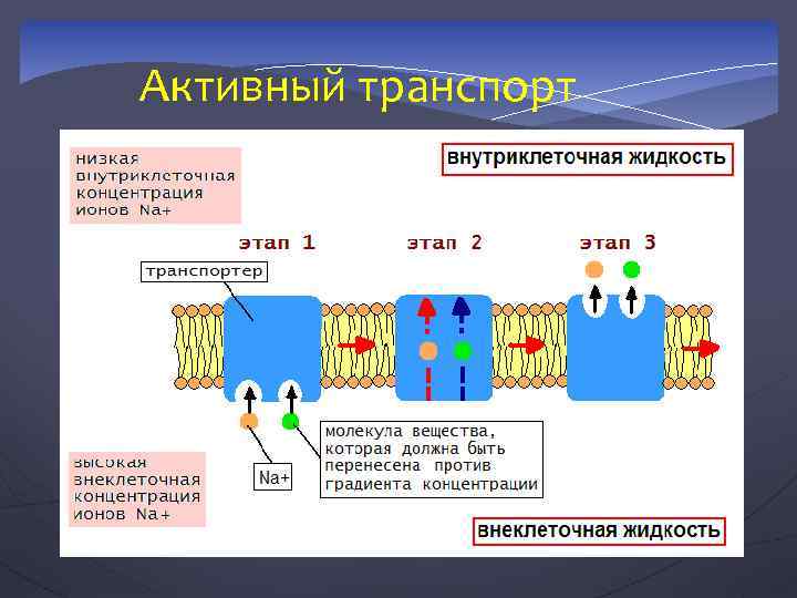 Активный транспорт 