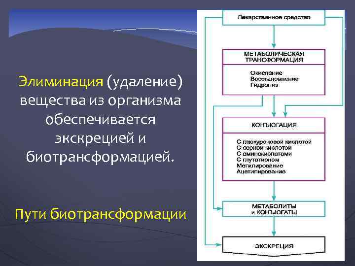 Элиминация (удаление) вещества из организма обеспечивается экскрецией и биотрансформацией. Пути биотрансформации 