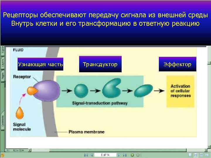 Рецепторы обеспечивают передачу сигнала из внешней среды Внутрь клетки и его трансформацию в ответную