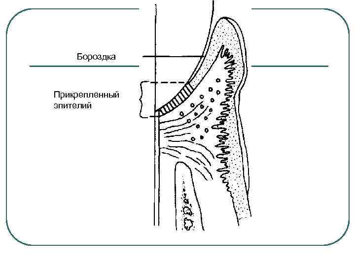 Бороздка Прикрепленный эпителий 