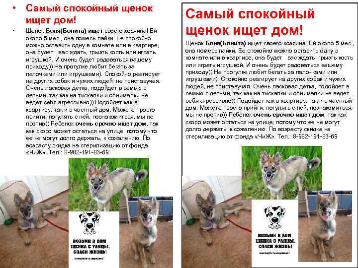  • Самый спокойный щенок ищет дом! • Щенок Боня(Бонита) ищет своего хозяина! Ей