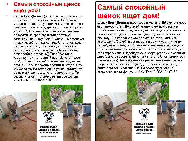  • Самый спокойный щенок ищет дом! • Щенок Боня(Бонита) ищет своего хозяина! Ей