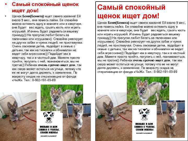  • Самый спокойный щенок ищет дом! • Щенок Боня(Бонита) ищет своего хозяина! Ей