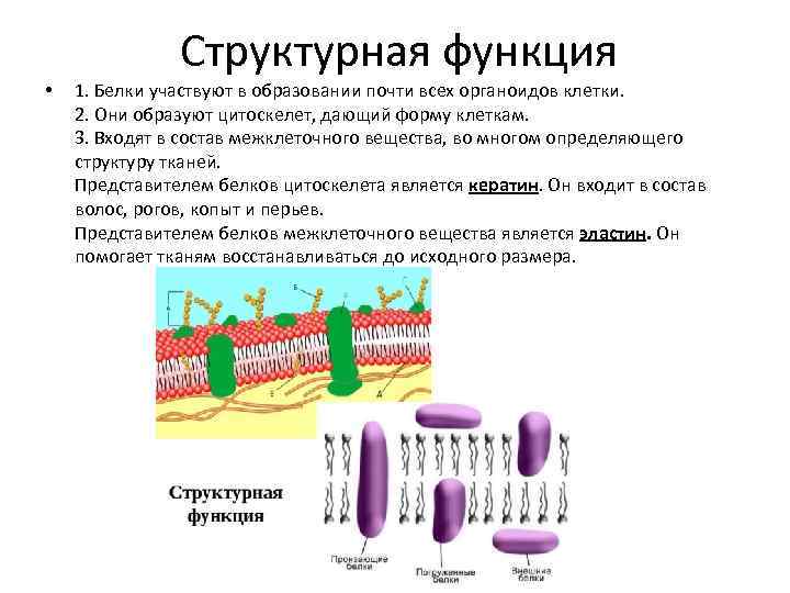 Белки участвующие