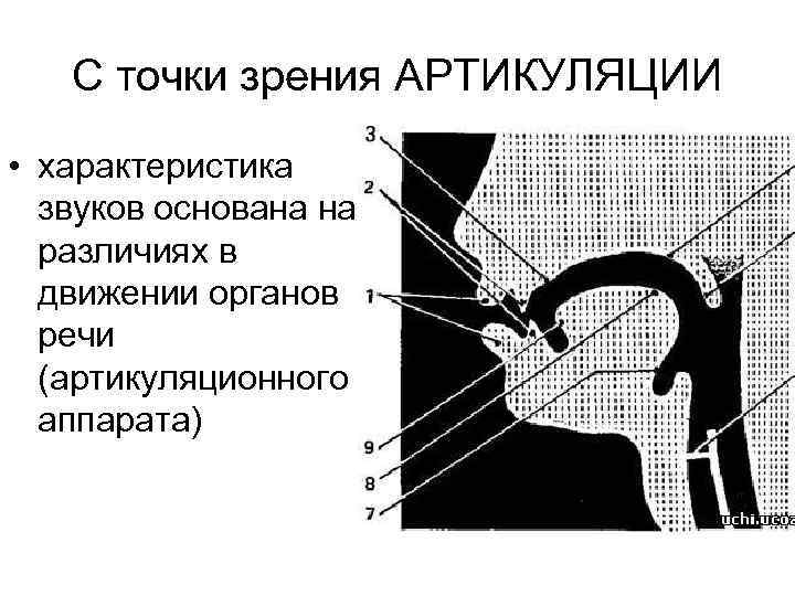 Органы артикуляции картинки для детей