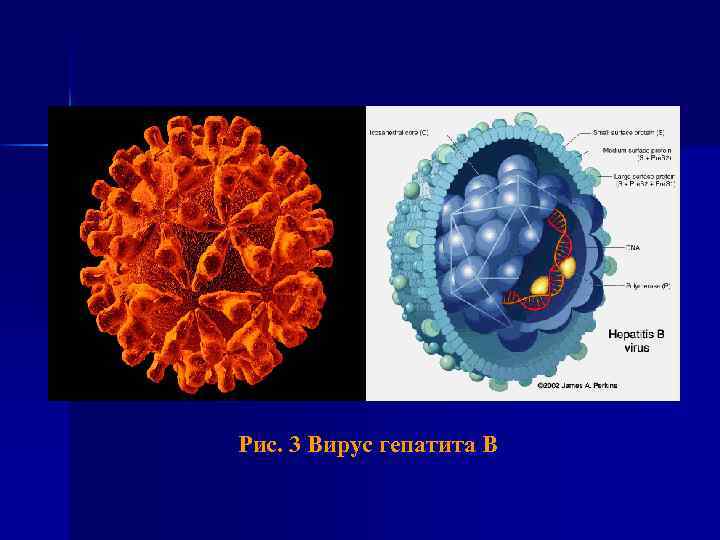 Рис. 3 Вирус гепатита В 