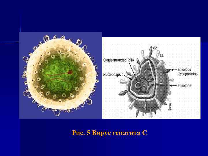 Рис. 5 Вирус гепатита С 