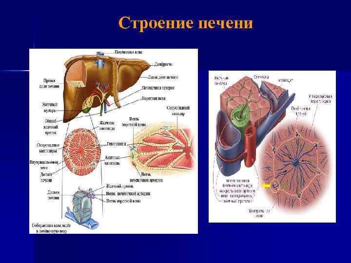 Строение печени 