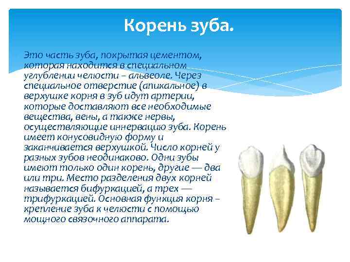 Корень зуба. Это часть зуба, покрытая цементом, которая находится в специальном углублении челюсти –