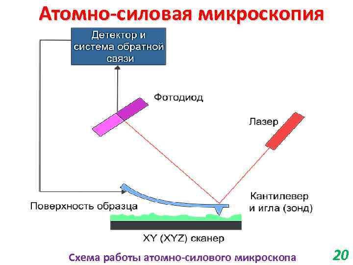 Атомно-силовая микроскопия Схема работы атомно-силового микроскопа 20 