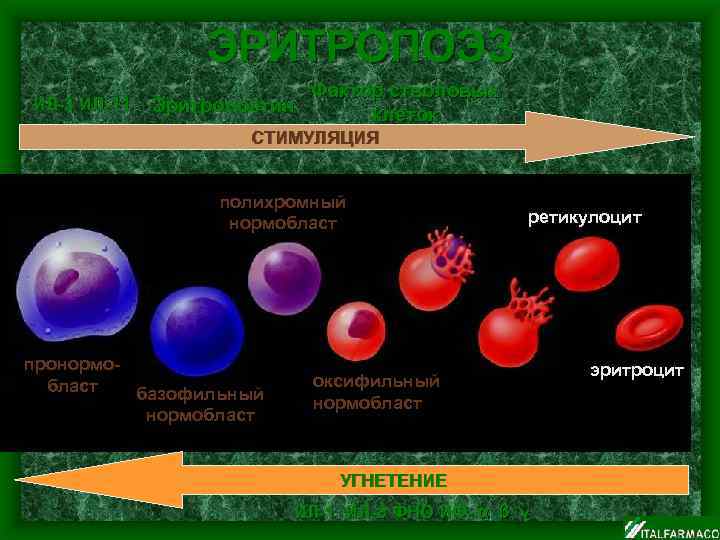 ЭРИТРОПОЭЗ ИЛ-3 ИЛ-11 Эритропоэтин Фактор стволовых клеток СТИМУЛЯЦИЯ полихромный нормобласт пронормобласт базофильный нормобласт ретикулоцит