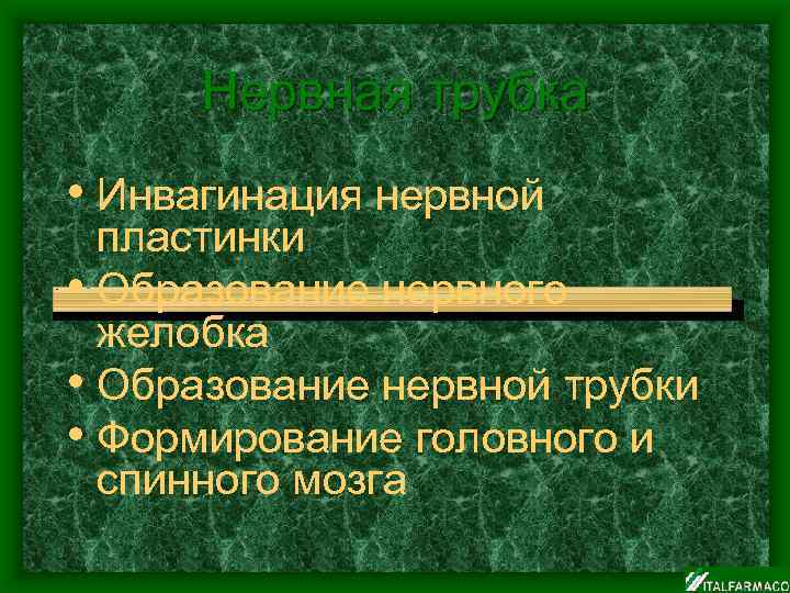 Нервная трубка • Инвагинация нервной пластинки • Образование нервного желобка • Образование нервной трубки