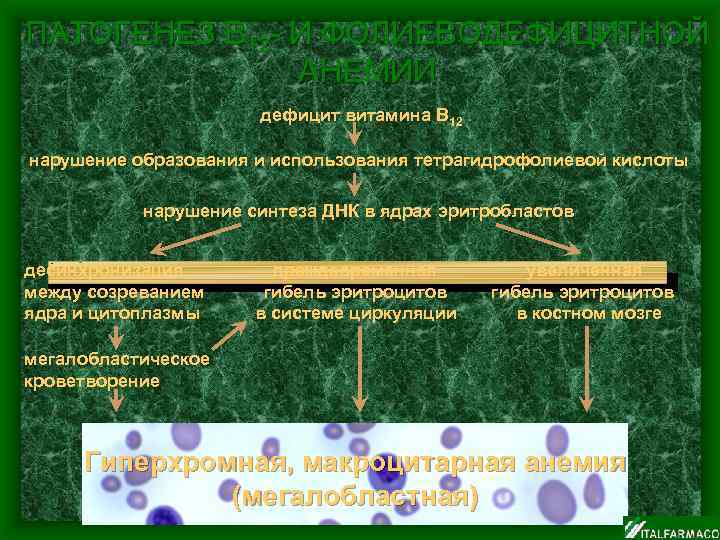 ПАТОГЕНЕЗ В 12 - И ФОЛИЕВОДЕФИЦИТНОЙ АНЕМИИ дефицит витамина В 12 нарушение образования и