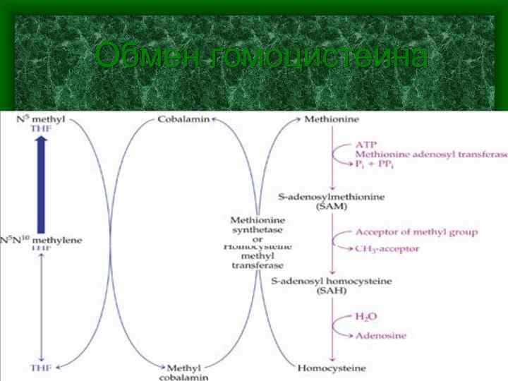 Обмен гомоцистеина 