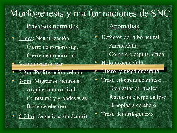 Morfogénesis y malformaciones de SNC Procesos normales • 1 mes: Neurulización Cierre neuroporo sup.