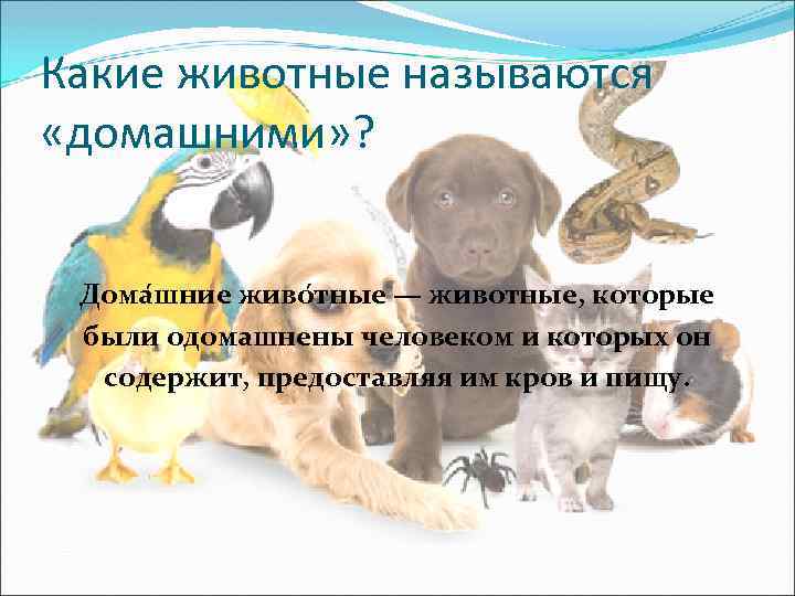 Какие животные называются «домашними» ? Дома шние живо тные — животные, которые были одомашнены