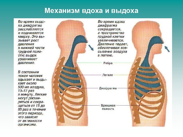 Механизм вдоха и выдоха 