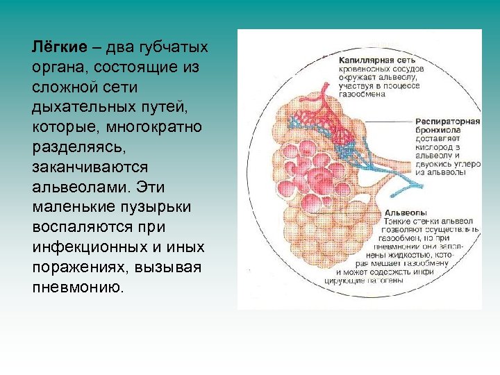 Лёгкие – два губчатых органа, состоящие из сложной сети дыхательных путей, которые, многократно разделяясь,
