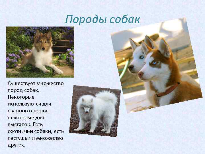 Породы собак Существует множество пород собак. Некоторые используются для ездового спорта, некоторые для выставок.