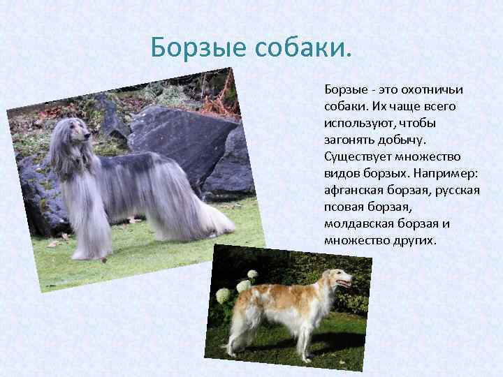 Борзые собаки. Борзые - это охотничьи собаки. Их чаще всего используют, чтобы загонять добычу.