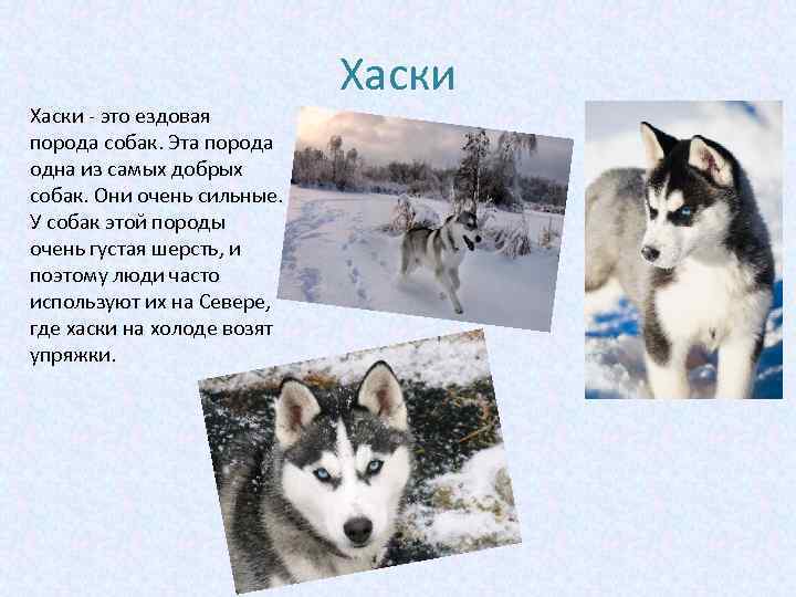 Хаски - это ездовая порода собак. Эта порода одна из самых добрых собак. Они
