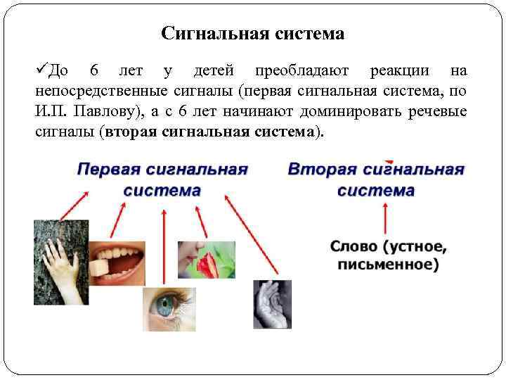 Сигнальная система üДо 6 лет у детей преобладают реакции на непосредственные сигналы (первая сигнальная
