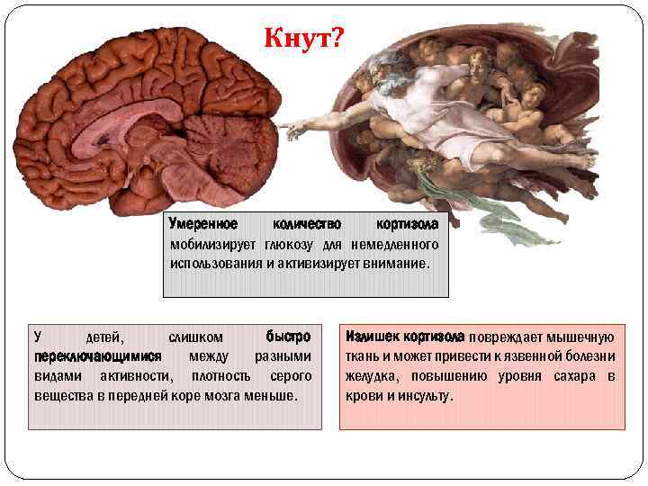 Кнут? Умеренное количество кортизола мобилизирует глюкозу для немедленного использования и активизирует внимание. У детей,