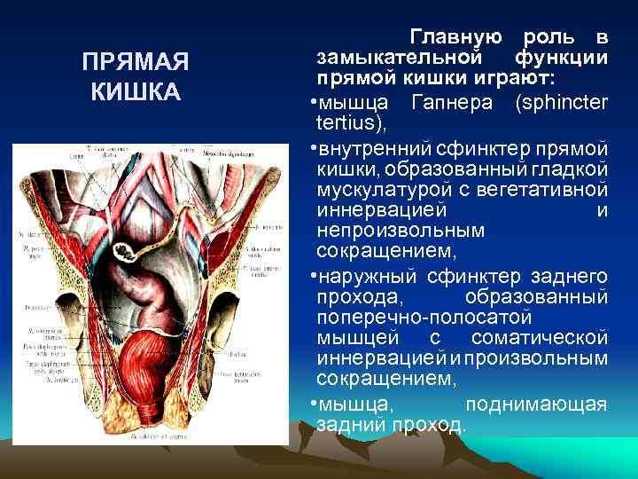 Фото выпавшей прямой кишки