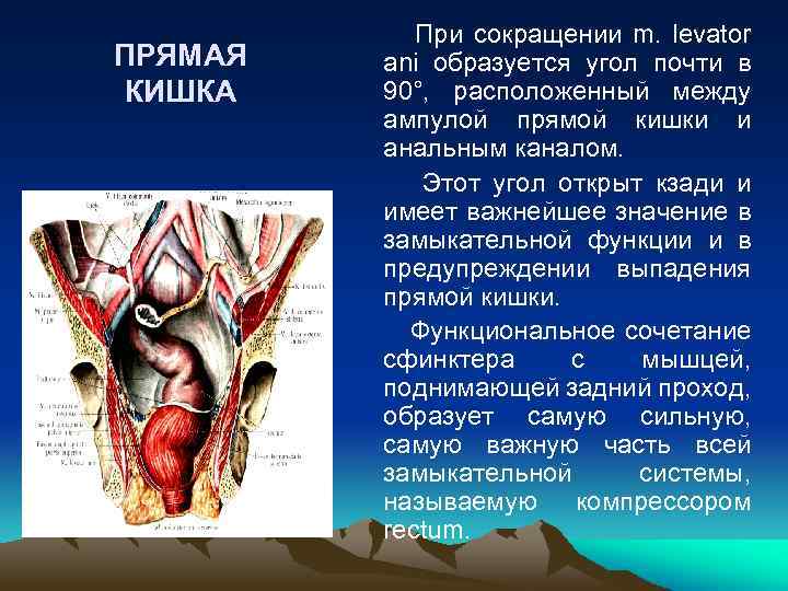 ПРЯМАЯ КИШКА При сокращении m. levator ani oбразуется угол почти в 90°, расположенный между
