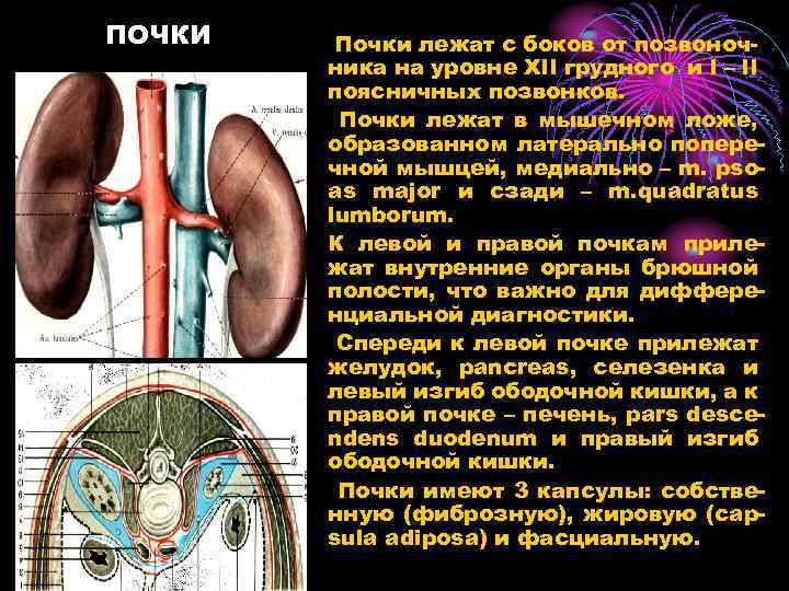 ПОЧКИ Почки лежат с боков от позвоночника на уровне XII грудного и I –