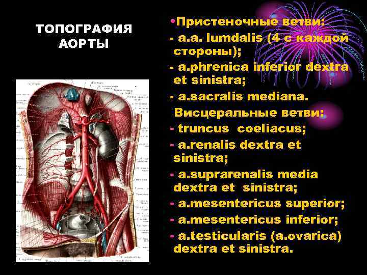 ТОПОГРАФИЯ АОРТЫ • Пристеночные ветви: - a. a. lumdalis (4 c каждой стороны); -