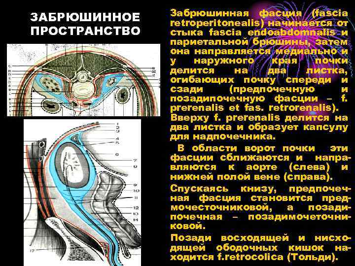 Презентация забрюшинное пространство