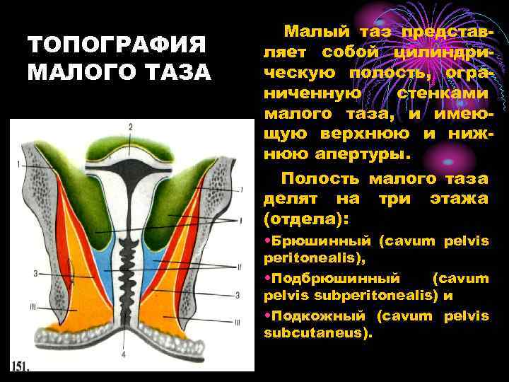 Таз топографическая анатомия